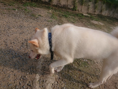 f:id:roukenhome-ann:20190718123637j:plain f:id:roukenhome-ann:20190718123637j:plain