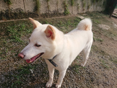 f:id:roukenhome-ann:20190718123644j:plain f:id:roukenhome-ann:20190718123644j:plain