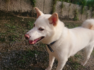 f:id:roukenhome-ann:20190718123706j:plain f:id:roukenhome-ann:20190718123706j:plain