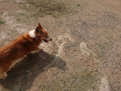 f:id:roukenhome-ann:20190718123712j:plain f:id:roukenhome-ann:20190718123712j:plain