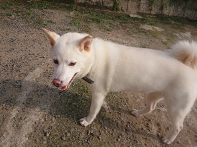 f:id:roukenhome-ann:20190718123729j:plain f:id:roukenhome-ann:20190718123729j:plain