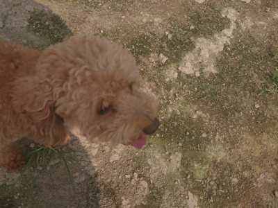 f:id:roukenhome-ann:20190718123739j:plain f:id:roukenhome-ann:20190718123739j:plain