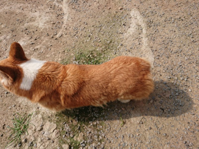 f:id:roukenhome-ann:20190718123801j:plain f:id:roukenhome-ann:20190718123801j:plain