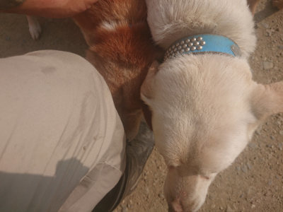 f:id:roukenhome-ann:20190718123811j:plain f:id:roukenhome-ann:20190718123811j:plain