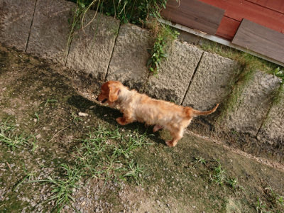 f:id:roukenhome-ann:20190718123900j:plain f:id:roukenhome-ann:20190718123900j:plain