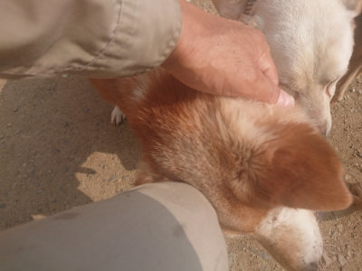 f:id:roukenhome-ann:20190718123909j:plain f:id:roukenhome-ann:20190718123909j:plain