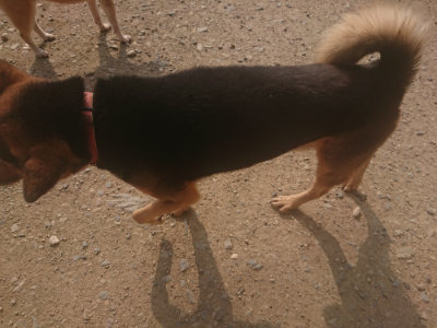 f:id:roukenhome-ann:20190718124824j:plain f:id:roukenhome-ann:20190718124824j:plain
