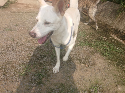f:id:roukenhome-ann:20190718124829j:plain f:id:roukenhome-ann:20190718124829j:plain