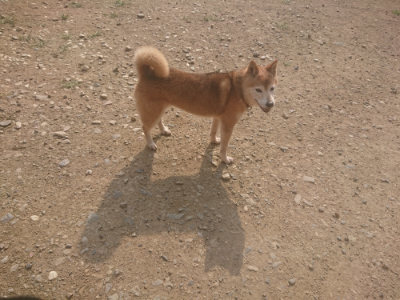 f:id:roukenhome-ann:20190718124907j:plain f:id:roukenhome-ann:20190718124907j:plain