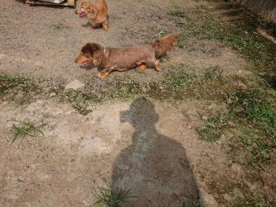 f:id:roukenhome-ann:20190718124911j:plain f:id:roukenhome-ann:20190718124911j:plain
