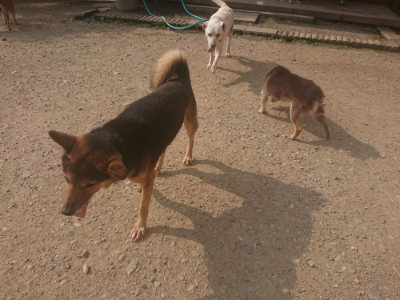 f:id:roukenhome-ann:20190718124920j:plain f:id:roukenhome-ann:20190718124920j:plain
