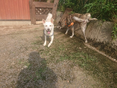 f:id:roukenhome-ann:20190718124932j:plain f:id:roukenhome-ann:20190718124932j:plain