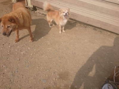 f:id:roukenhome-ann:20190718125006j:plain f:id:roukenhome-ann:20190718125006j:plain