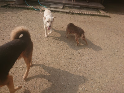 f:id:roukenhome-ann:20190718125012j:plain f:id:roukenhome-ann:20190718125012j:plain