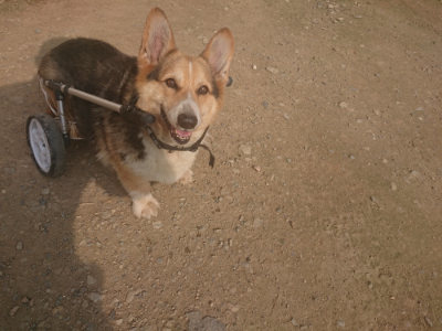 f:id:roukenhome-ann:20190718125026j:plain f:id:roukenhome-ann:20190718125026j:plain