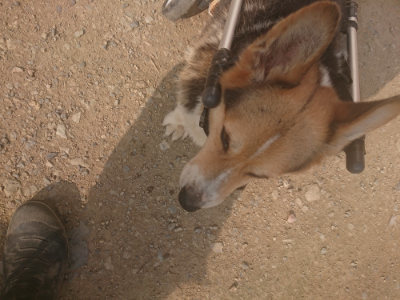 f:id:roukenhome-ann:20190718125100j:plain f:id:roukenhome-ann:20190718125100j:plain