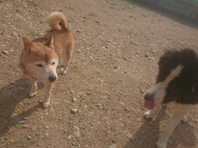 f:id:roukenhome-ann:20190718125112j:plain f:id:roukenhome-ann:20190718125112j:plain