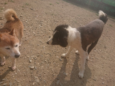 f:id:roukenhome-ann:20190718125141j:plain f:id:roukenhome-ann:20190718125141j:plain