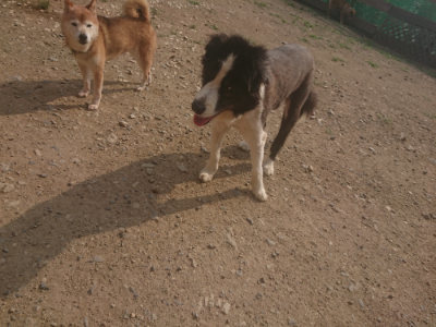 f:id:roukenhome-ann:20190718125207j:plain f:id:roukenhome-ann:20190718125207j:plain