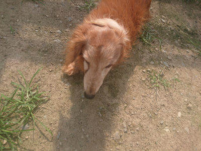 f:id:roukenhome-ann:20190718125229j:plain f:id:roukenhome-ann:20190718125229j:plain