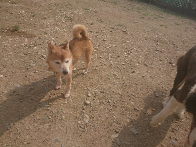 f:id:roukenhome-ann:20190718125235j:plain f:id:roukenhome-ann:20190718125235j:plain
