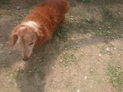 f:id:roukenhome-ann:20190718125244j:plain f:id:roukenhome-ann:20190718125244j:plain