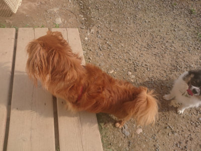 f:id:roukenhome-ann:20190718125253j:plain f:id:roukenhome-ann:20190718125253j:plain
