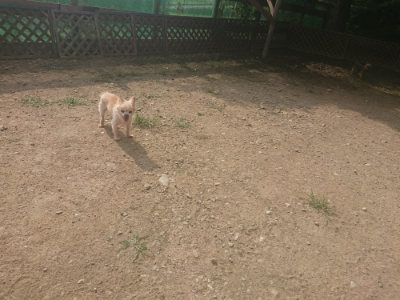 f:id:roukenhome-ann:20190718125259j:plain f:id:roukenhome-ann:20190718125259j:plain