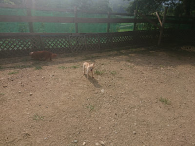f:id:roukenhome-ann:20190718125320j:plain f:id:roukenhome-ann:20190718125320j:plain