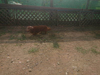 f:id:roukenhome-ann:20190718125331j:plain f:id:roukenhome-ann:20190718125331j:plain