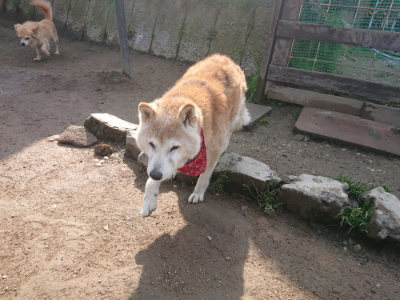 f:id:roukenhome-ann:20190719202218j:plain