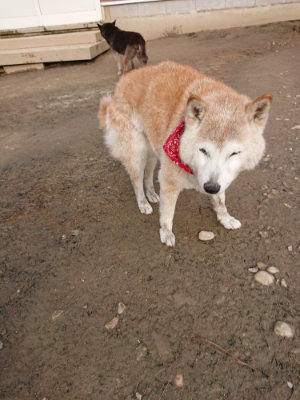 f:id:roukenhome-ann:20190719202411j:plain