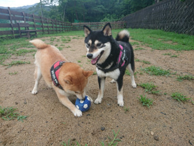f:id:roukenhome-ann:20190722185200j:plain