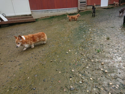 f:id:roukenhome-ann:20190722185331j:plain