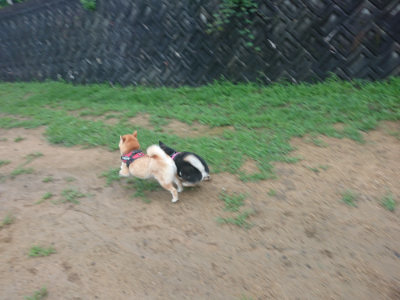 f:id:roukenhome-ann:20190722185353j:plain