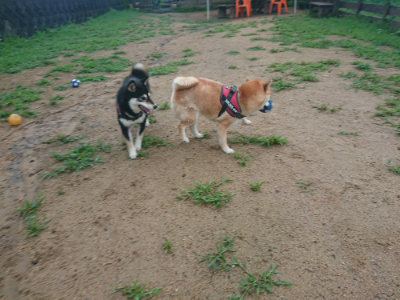 f:id:roukenhome-ann:20190722185548j:plain