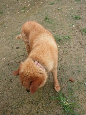 f:id:roukenhome-ann:20190722185640j:plain
