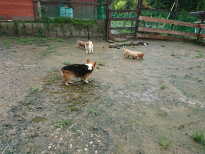 f:id:roukenhome-ann:20190722185650j:plain