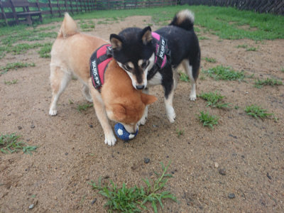 f:id:roukenhome-ann:20190722185707j:plain