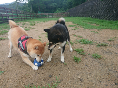 f:id:roukenhome-ann:20190722185713j:plain