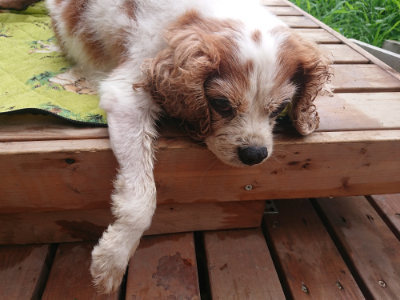 f:id:roukenhome-ann:20190722185742j:plain