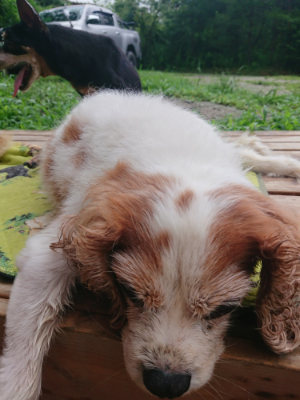 f:id:roukenhome-ann:20190722191156j:plain