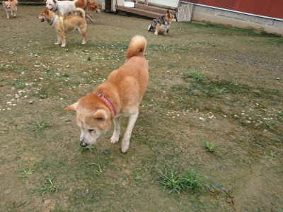 f:id:roukenhome-ann:20190722191235j:plain