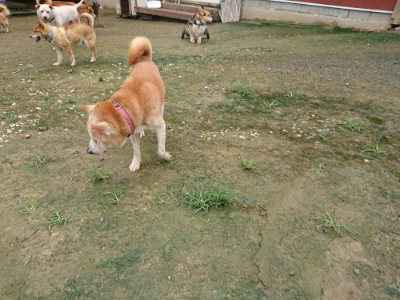 f:id:roukenhome-ann:20190722191305j:plain