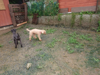 f:id:roukenhome-ann:20190722191314j:plain