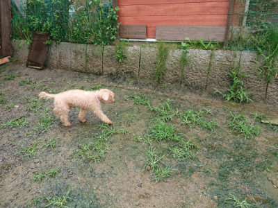 f:id:roukenhome-ann:20190722191405j:plain