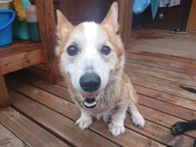 f:id:roukenhome-ann:20190722191741j:plain