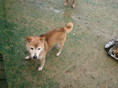f:id:roukenhome-ann:20190722191925j:plain
