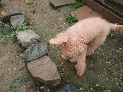 f:id:roukenhome-ann:20190722192035j:plain