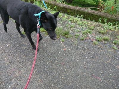 f:id:roukenhome-ann:20190722192117j:plain